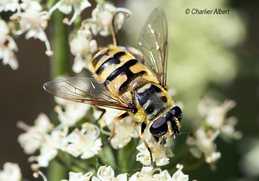 Myathropa florea